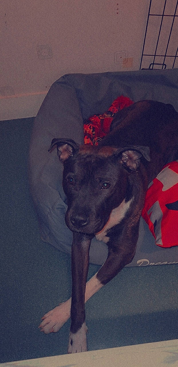 Dixy a rejoint le concours — aidez-le/la à gagner de superbes lots ! art, borador, carnivore, companion_dog, dog, dog_breed, dog_supply, drawing, fawn, grey, guard_dog, magyar_agar, painting, sighthound, sporting_group, street_dog, tail, toy_dog, whiskers, working_animal