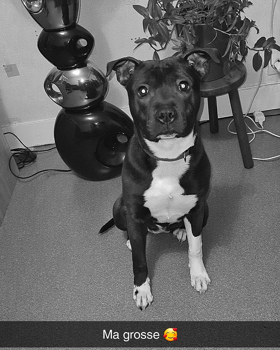 Dixy a rejoint le concours — aidez-le/la à gagner de superbes lots ! carnivore, collar, companion_dog, dog, dog_breed, dog_clothes, dog_collar, dog_supply, fawn, guard_dog, leash, metal, monochrome_photography, snout, sporting_group, tail, toy_dog, whiskers, working_animal, working_dog