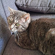 Grizouille participe au concours pour gagner de l'argent avec cette photo : animal, cat, close_up, couch, cushion, domestic_animal, ears, feline, fur, furniture, gray_cat, gray_couch, green_eyes, indoor, pet, relaxed, resting, side_view, tabby_cat, whiskers