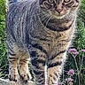 Grizouille a rejoint le concours — aidez-le/la à gagner de superbes lots ! animal, balance, cat, curious, eyes, fence, flowers, fur, garden, greenery, mammal, nature, outdoor, pet, plants, standing, tabby, tail, whiskers, wood