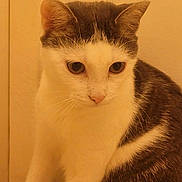 Chacha a rejoint le concours — aidez-le/la à gagner de superbes lots ! cat, animal, pet, indoor, whiskers, fur, white, gray, close_up, cute, curious, sitting, face, ears, eyes, feline, domestic, cozy, warm_lighting, soft