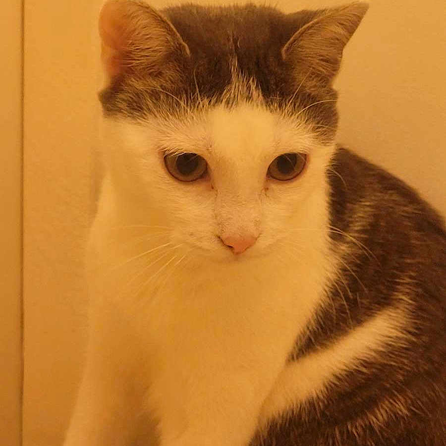 Chacha a rejoint le concours — aidez-le/la à gagner de superbes lots ! animal, cat, close_up, cozy, curious, cute, domestic, ears, eyes, face, feline, fur, gray, indoor, pet, sitting, soft, warm_lighting, whiskers, white