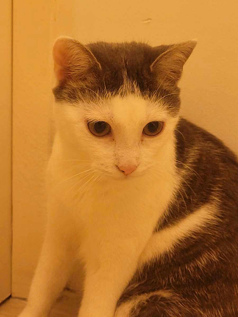 Chacha a rejoint le concours — aidez-le/la à gagner de superbes lots ! cat, animal, pet, indoor, whiskers, fur, white, gray, close_up, cute, curious, sitting, face, ears, eyes, feline, domestic, cozy, warm_lighting, soft