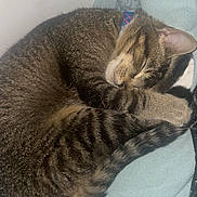 Gary joined the competition — help win amazing prizes! cat, tabby, sleeping, curled_up, pet, feline, fur, whiskers, ears, tail, blanket, cozy, indoors, resting, cute, domestic_animal, animal, soft_texture, relaxation, nap