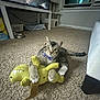 cat, tabby_cat, bow_tie, carpet, stuffed_toy, yellow_toy, indoor, cat_tree, television, window, pet_bowls, furniture, playing, cute, pet, home, animal, relaxed, floor, toy