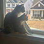 cat, window, windowsill, indoor, pet, animal, feline, two_cats, house, suburban, daylight, looking_outside, fur, tail, quiet, domestic, companions, resting, natural_light, curious
