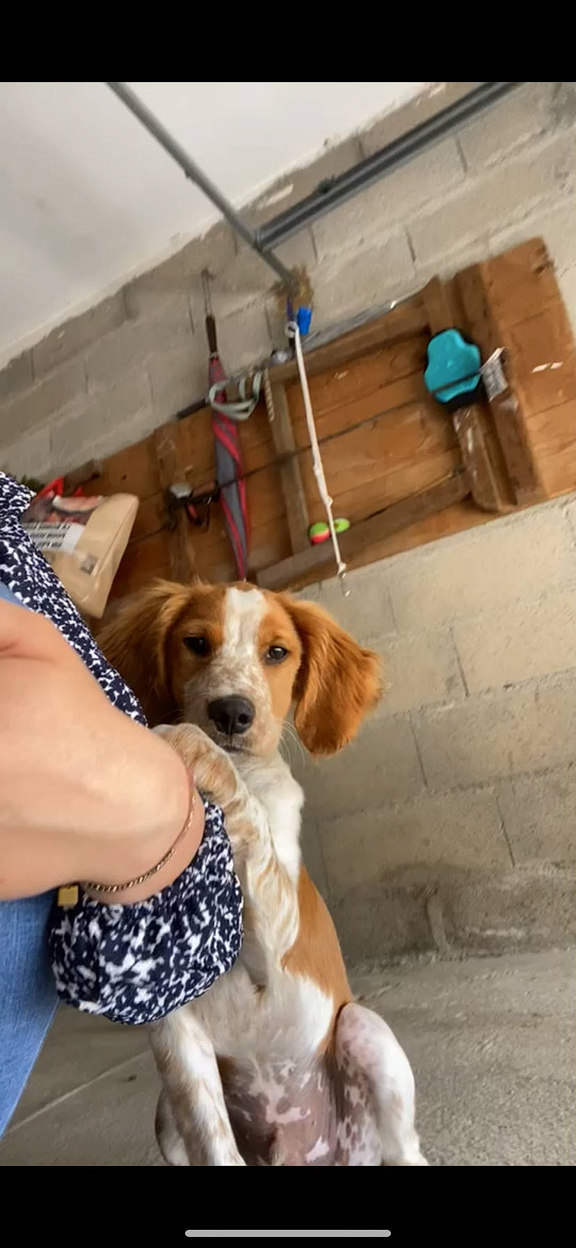 Spritz participe au concours pour gagner de l'argent avec cette photo : canidae, carnivore, chair, companion_dog, dog, dog_breed, dog_supply, fawn, flooring, fur, hound, human_leg, paw, scent_hound, sitting, snout, spaniel, sporting_group, thigh, wood