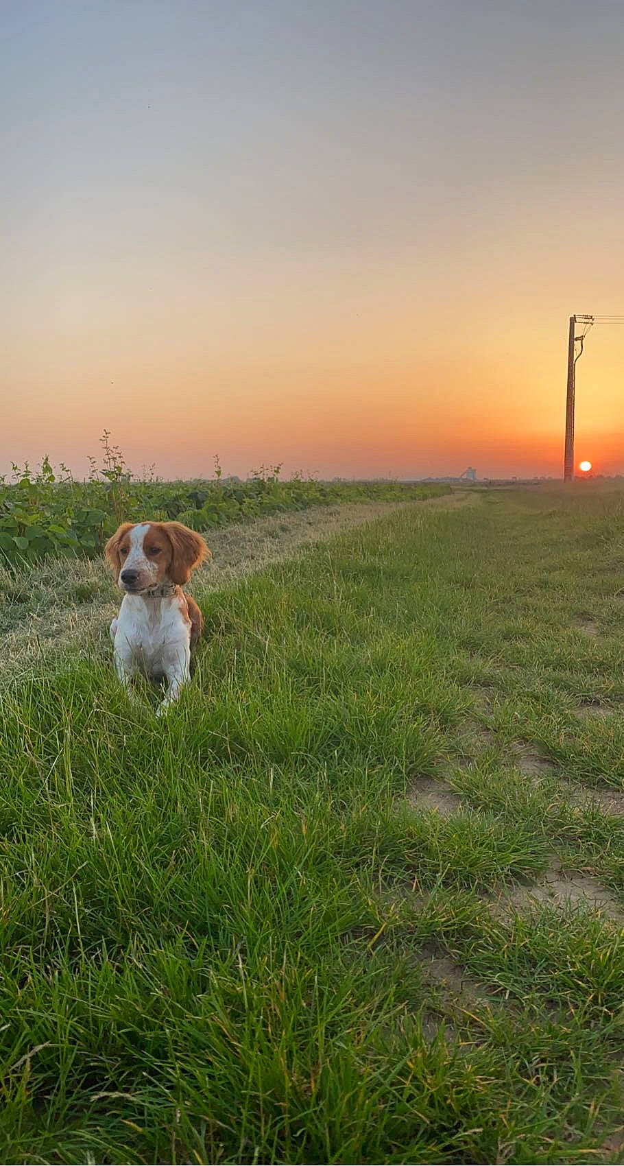Spritz participe au concours pour gagner de l'argent avec cette photo : carnivore, companion_dog, dog, ecoregion, grass, grassland, happy, horizon, landscape, meadow, morning, natural_landscape, people_in_nature, plain, plant, sky, street_light, sunlight, sunrise, sunset