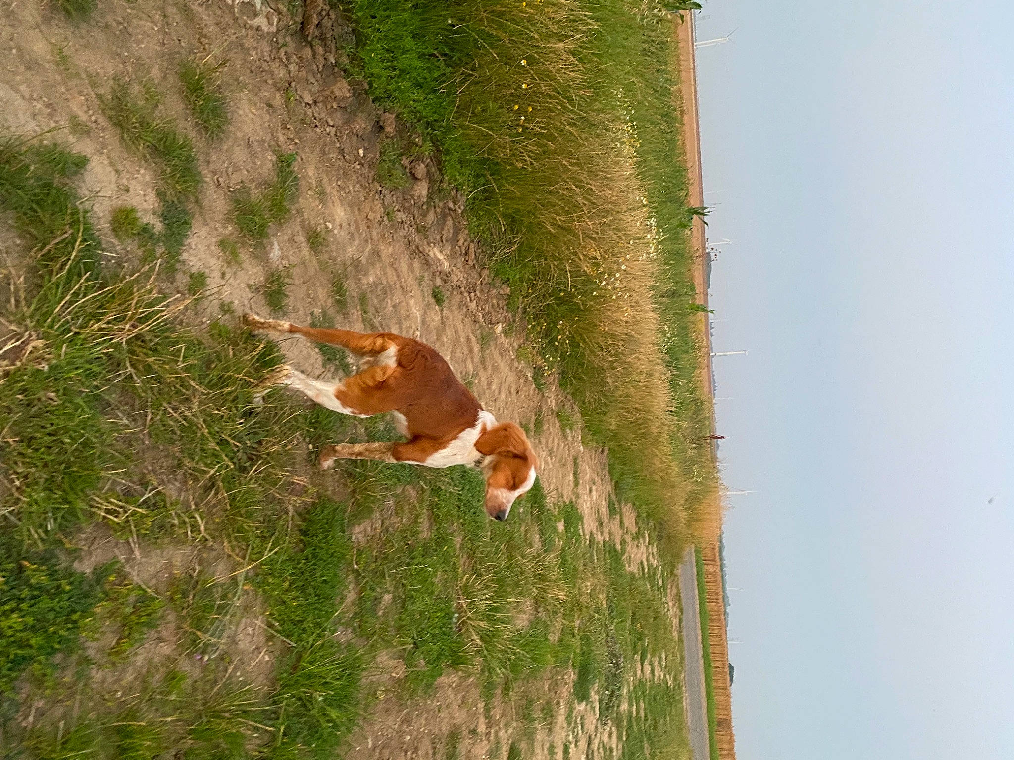 Spritz a rejoint le concours — aidez-le/la à gagner de superbes lots ! canidae, carnivore, fawn, grass, grassland, grazing, landscape, pasture, people_in_nature, plant, sky, slope, soil, sporting_group, tail, terrestrial_animal, tree, trunk, wildlife, wood