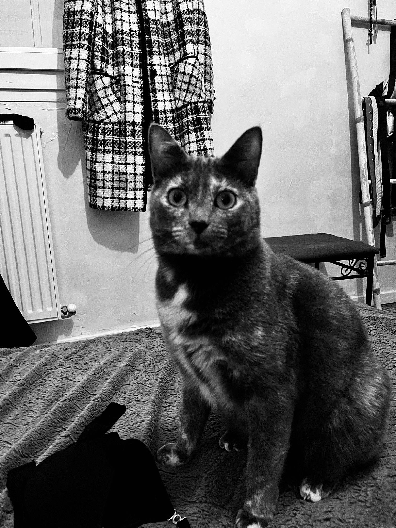 Isis a rejoint le concours — aidez-le/la à gagner de superbes lots ! black, black_and_white, black_cat, carnivore, cat, comfort, domestic_short_haired_cat, felidae, fur, grey, monochrome, monochrome_photography, plaid, small_to_medium_sized_cats, snout, style, tail, tartan, whiskers, window