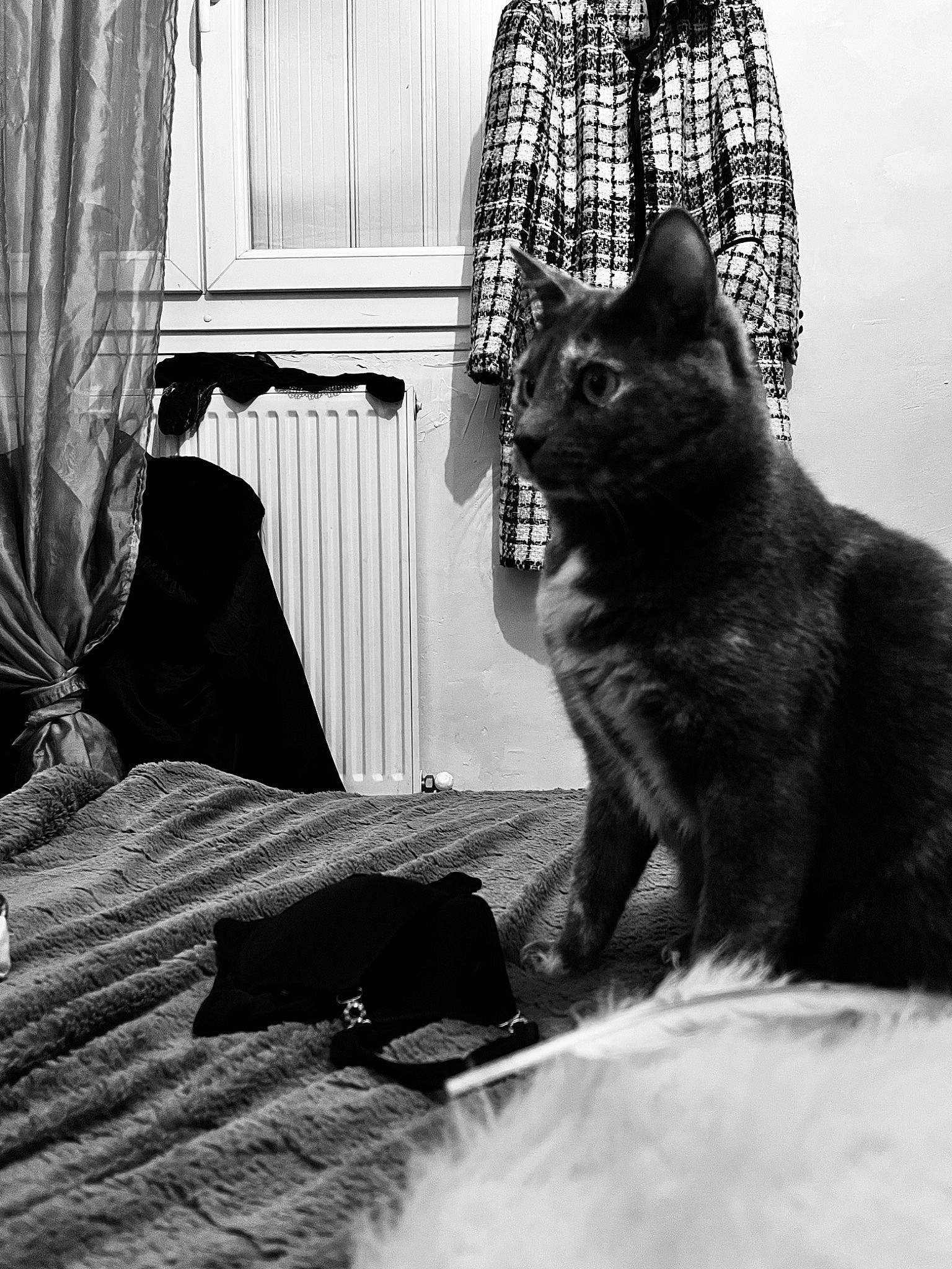 Isis a rejoint le concours — aidez-le/la à gagner de superbes lots ! black, black_and_white, carnivore, cat, comfort, curtain, domestic_short_haired_cat, door, felidae, grey, mammal, monochrome, monochrome_photography, sitting, small_to_medium_sized_cats, snout, style, tail, tints_and_shades, whiskers