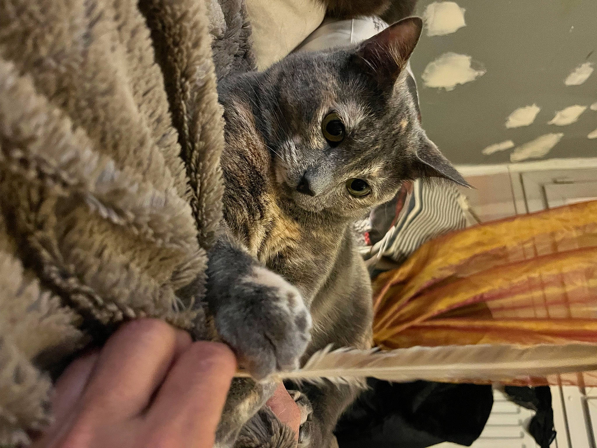 Isis a rejoint le concours — aidez-le/la à gagner de superbes lots ! carnivore, cat, claw, comfort, domestic_short_haired_cat, fawn, felidae, fur, hand, nap, paw, sleep, small_to_medium_sized_cats, snout, tail, terrestrial_animal, whiskers, wildlife