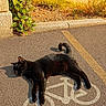 Tom joined the competition — help win amazing prizes! black_cat, cat, animal, outdoor, pavement, bike_lane, shadow, sunlight, plant, curb, road_marking, relaxing, resting, nature, daytime, wildlife, street, urban, pet, feline