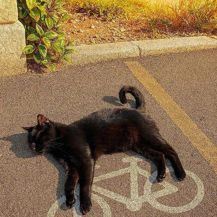 Tom