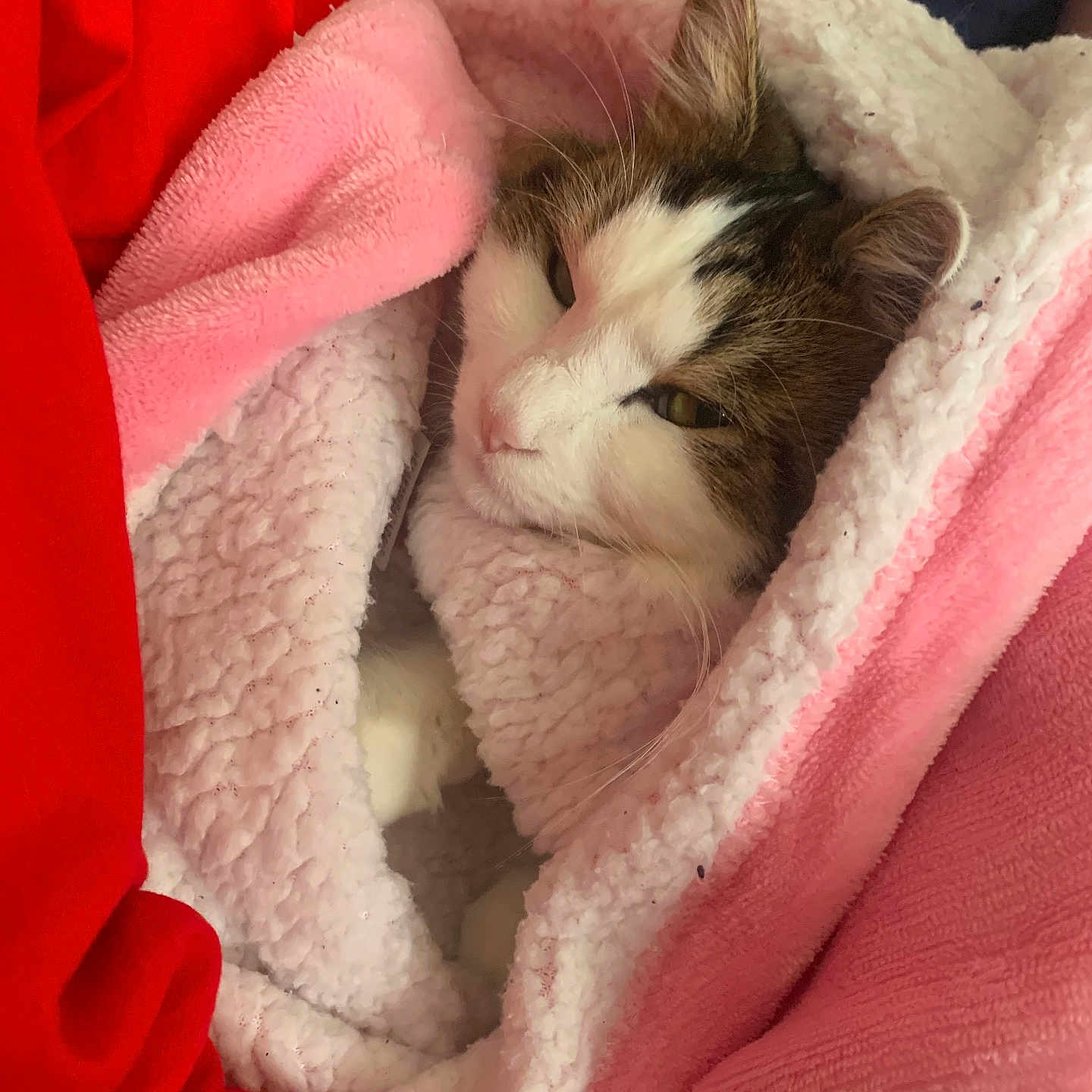 Tokyo a rejoint le concours — aidez-le/la à gagner de superbes lots ! abyssinian, animal, blanket, canine, cat, dog, furniture, kitten, laundry, manx, person, pet, puppy, quilt, sleeping, towel