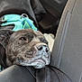 dog, black_dog, car_interior, car_seat, resting, sleepy, harness, close_up, animal, pet, canine, fur, snout, ears, leisure, indoors, seat, transportation, relaxation, domestic_animal