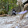 Lilith is registered to the contest to win money with this photo: cat, black_cat, leash, harness, forest, trees, greenery, rocks, branches, sand, outdoor, nature, animal, pet, wildlife, moss, alert, walking, daylight, fur