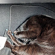 Lilith is registered to the contest to win money with this photo: cat, black_cat, curled_up, sleeping, paw, fur, resting, indoor, cozy, texture, fabric, close_up, animal, pet, quiet, relaxed, hidden_face, soft, compact, calm