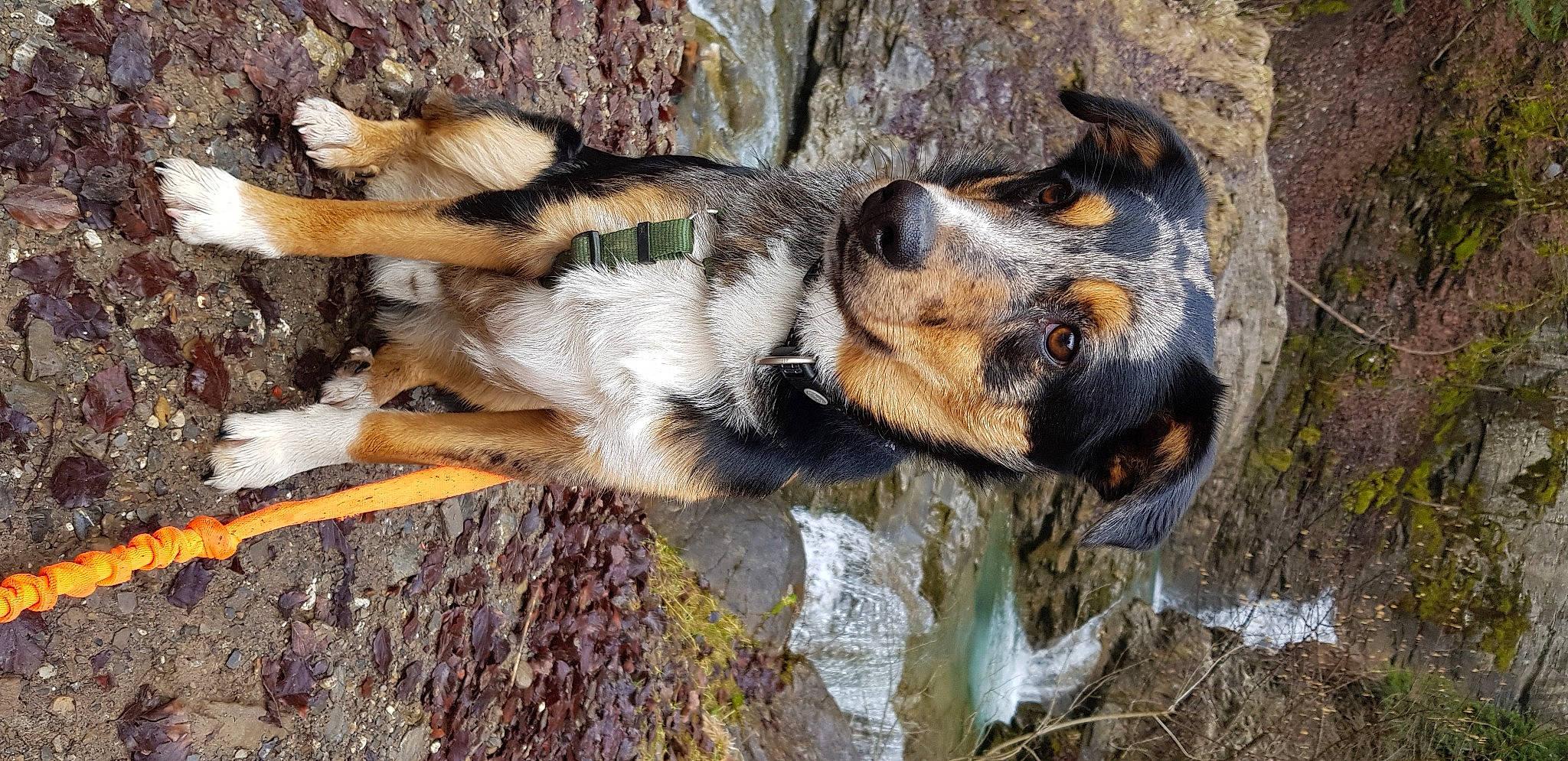 Roxas participe au concours pour gagner de l'argent avec cette photo : art, australian_cattle_dog, bedrock, canidae, carnivore, companion_dog, dog, dog_breed, fawn, fur, rock, snout, soil, sporting_group, street_dog, terrestrial_animal, trunk, wildlife, wood, working_dog