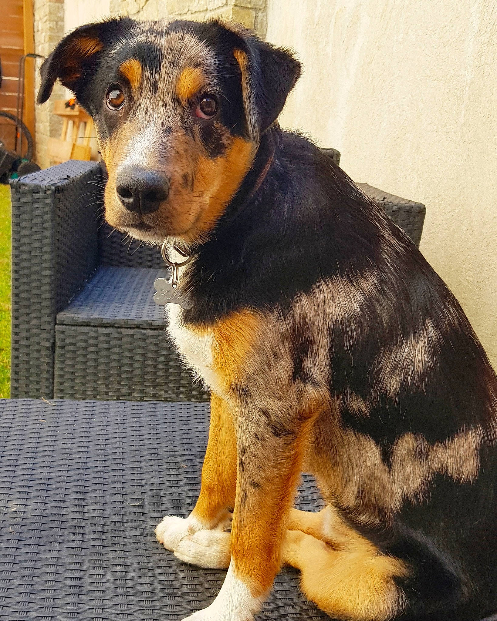 Roxas participe au concours pour gagner de l'argent avec cette photo : carlin_pinscher, carnivore, companion_dog, dog, dog_breed, fur, guard_dog, herding_dog, paw, snout, sporting_group, terrestrial_animal, whiskers, working_animal, working_dog