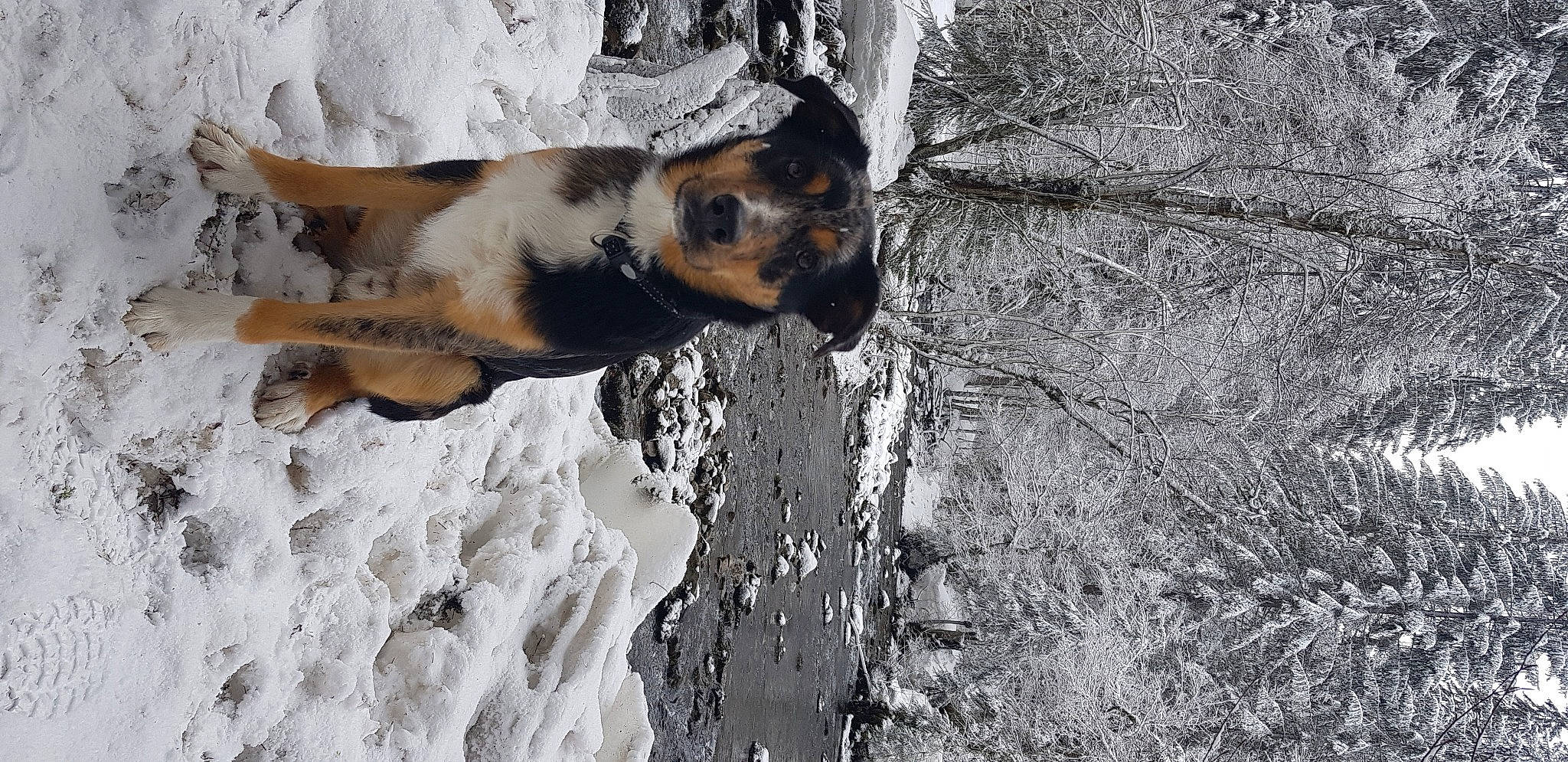 Roxas participe au concours pour gagner de l'argent avec cette photo : canidae, carnivore, dog, dog_breed, fawn, fur, plant, rock, snout, soil, sporting_group, street_dog, tail, terrestrial_animal, tree, trunk, twig, window, winter, wood