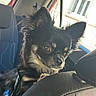 dog, pet, car_interior, black_fur, tan_fur, ears_up, curious, seat, window, daylight, close_up, animal, canine, fur, portrait, transportation, travel, leash, domestic_animal, companion