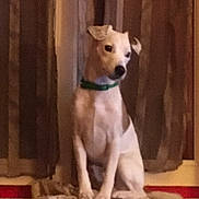 Fatal participe au concours pour gagner de l'argent avec cette photo : animal, brown, canine, collar, companion, curtains, dog, domestic, floor, furniture, fuzzy, house, indoor, looking_away, pet, portrait, quiet, sitting, white, window