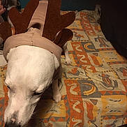 Aurelie Lancien participe au concours pour gagner de l'argent avec cette photo : animal, baby, bed, blanket, canine, chair, clothing, couch, cushion, dog, furniture, glove, homedecor, hound, indoors, linen, person, pet, pointer, puppy