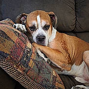 Ryder joined the competition — help win amazing prizes! dog, brown, white, couch, pillow, resting, paw, indoor, pet, canine, relaxed, fur, snout, ears, nails, home, comfort, closeup, sleepy, cute