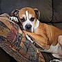 brown, canine, closeup, comfort, couch, cute, dog, ears, fur, home, indoor, nails, paw, pet, pillow, relaxed, resting, sleepy, snout, white