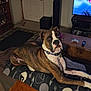 blanket, boxer, brown, carpet, collar, couch, dog, door, furniture, game_controller, indoor, living_room, looking, pet, remote_control, sitting, speaker, television, white, wooden_table