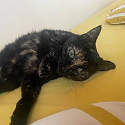 Lilo a rejoint le concours — aidez-le/la à gagner de superbes lots ! cat, tortoiseshell_cat, pet, lying_down, bed, yellow_bedspread, indoor, relaxed, fur, whiskers, close_up, cute, animal, feline, sleepy, resting, domestic_cat, cozy, portrait, soft_lighting