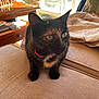 Lilo a rejoint le concours — aidez-le/la à gagner de superbes lots ! cat, tortoiseshell_cat, indoor, couch, furniture, red_collar, pets, animal, table, chessboard, window, sunlight, cozy, beige, whiskers, ears, eyes, curious, relaxed, home