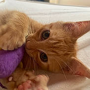 Louky participe au concours pour gagner de l'argent avec cette photo : kitten, cat, orange_tabby, toy, plush_toy, mouse_toy, paw, whiskers, close_up, pet, animal, cute, feline, indoor, soft, white_blanket, resting, young_cat, playful, fur