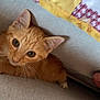 Louky participe au concours pour gagner de l'argent avec cette photo : cat, kitten, orange_tabby, pet, indoor, curious, couch, fabric, whiskers, ears, eyes, closeup, feline, cute, young, cozy, home, soft_light, animal, resting