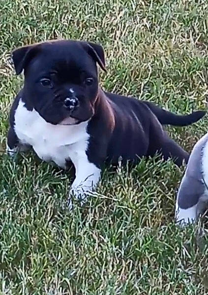 Venom is registered to the contest to win money with this photo: boston_terrier, canidae, carnivore, collar, companion_dog, dog, dog_breed, dog_collar, fawn, grass, molosser, non_sporting_group, plant, puppy, snout, sporting_group, tail, terrestrial_animal, whiskers, working_animal