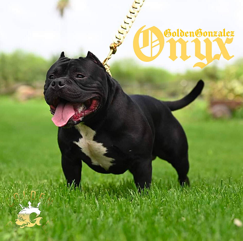 Onyx is registered to the contest to win money with this photo: bulldog, canidae, carnivore, collar, companion_dog, dog, dog_breed, dog_collar, grass, grassland, happy, leash, mammal, molosser, non_sporting_group, plant, sporting_group, tail, terrestrial_animal, working_dog