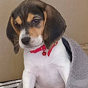 Penny is registered to the contest to win money with this photo: animal, beagle, bed, bell, blanket, cute, dog, gray_blanket, home, indoors, looking_at_camera, pet, portrait, puppy, red_collar, serious, sitting, social_media_screenshot, tricolor, wall