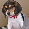 animal, beagle, bed, bell, blanket, cute, dog, gray_blanket, home, indoors, looking_at_camera, pet, portrait, puppy, red_collar, serious, sitting, social_media_screenshot, tricolor, wall