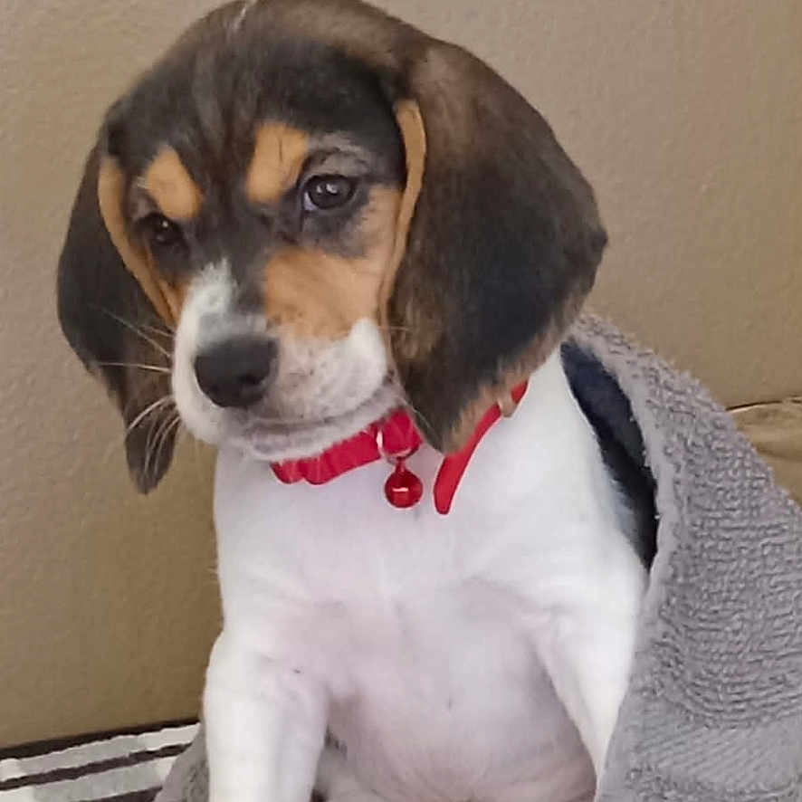 Penny