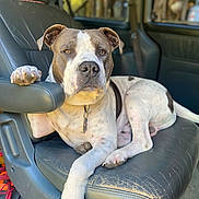 Buddy is registered to the contest to win money with this photo: dog, pit_bull, pet, animal, sitting, car, vehicle_interior, leather_seat, paw, white_and_brown, short_hair, collar, tag, portrait, close_up, indoors, seated, alert, relaxed, funny_pose
