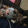Sonny joined the competition — help win amazing prizes! cat, plush_doll, couch, tabby, sleeping, indoor, toy, charger, cable, cozy, fur, resting, animal, pet, closeup, furniture, cute, relaxed, soft, lying_down
