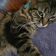 Sonny is registered to the contest to win money with this photo: cat, tabby, green_eyes, bow, purple_blanket, close_up, stretching_paw, feline, pet, whiskers, fur, relaxed, indoor, cozy, cute, animal, mammal, sleepy, soft, companion