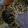 cat, tabby, green_eyes, bow, purple_blanket, close_up, stretching_paw, feline, pet, whiskers, fur, relaxed, indoor, cozy, cute, animal, mammal, sleepy, soft, companion