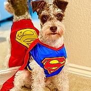 Bentley is registered to the contest to win money with this photo: dog, superman_costume, cape, mirror, indoor, carpet, wall, reflection, pet, cute, costume, fur, brown, white, sitting, portrait, closeup, animal, companion, hero