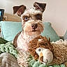 Bentley is registered to the contest to win money with this photo: dog, blue_eye, brown_eye, plush_toy, lion_toy, blanket, green_blanket, curly_fur, pet, cute, indoor, cozy, couch, fur, animal, relaxed, portrait, ears, snout, companion