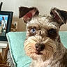 Bentley is registered to the contest to win money with this photo: dog, blue_eyes, fluffy_fur, close_up, portrait, indoor, cushion, teal_color, photo_frame, person_in_photo, animal, pet, furry, ears, snout, nose, seated, wall, home, cozy