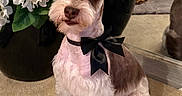 Bentley is registered to the contest to win money with this photo: dog, pet, bow_tie, white_flowers, black_vase, carpet, mirror, indoor, cute, groomed, sitting, portrait, decor, animal, furry, ears, face, eyes, nose, fur