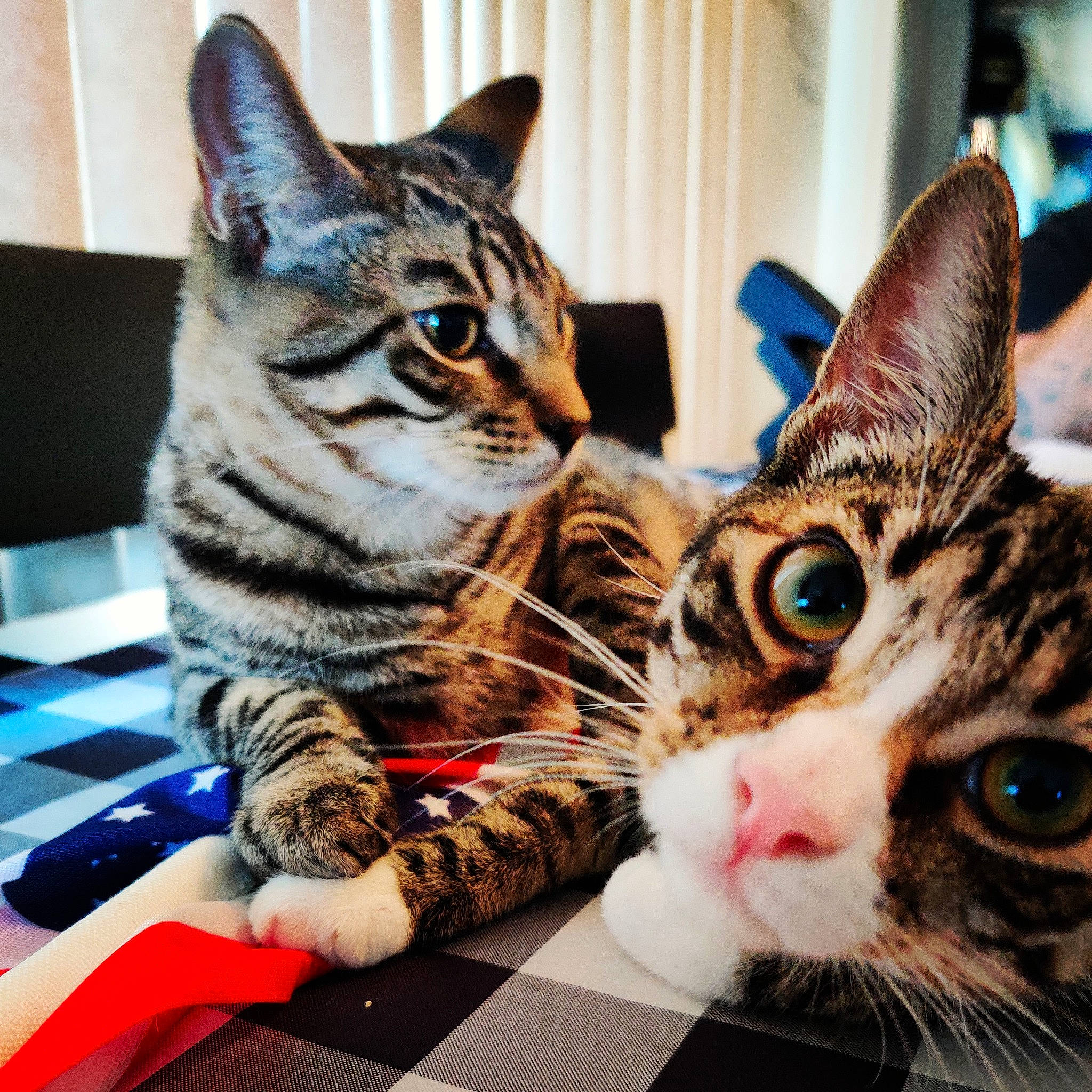 Hulk And Marshmallow is registered to the contest to win money with this photo: carnivore, cat, comfort, domestic_short_haired_cat, ear, eye, felidae, fur, mammal, paw, sitting, small_to_medium_sized_cats, snout, vertebrate, whiskers