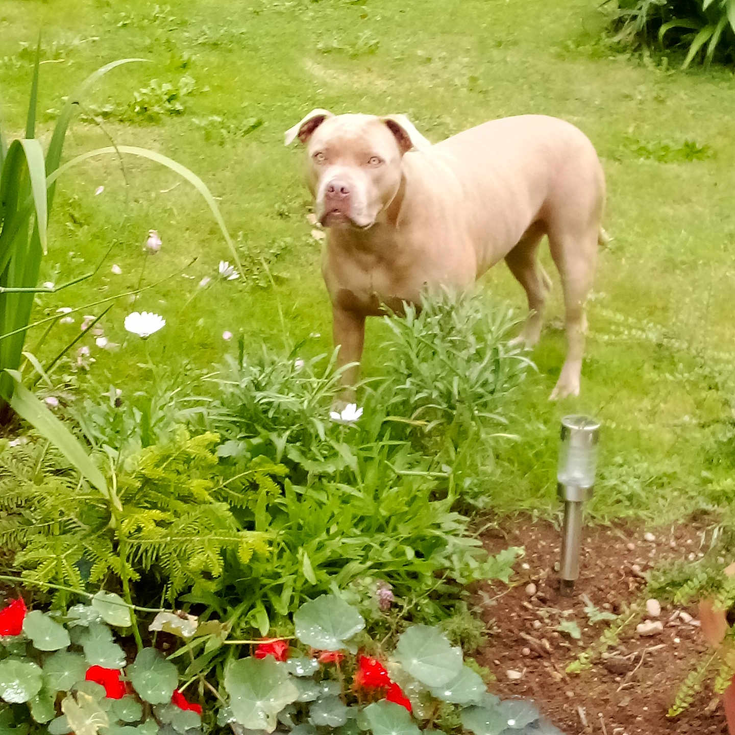 Tika a rejoint le concours — aidez-le/la à gagner de superbes lots ! animal, canine, dog, flower, garden, geranium, grass, herbal, herbs, jar, leaf, nature, outdoors, pet, plant, planter, pottedplant, pottery, soil, vase
